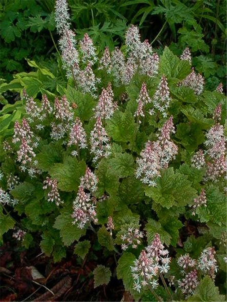 Herzblättrige Schaumblüte