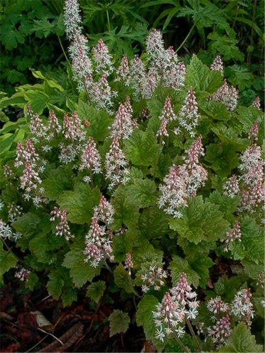 Herzblättrige Schaumblüte