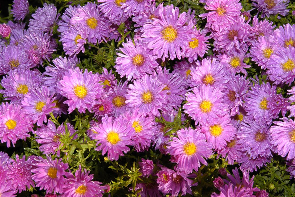 Niedrige Garten-Aster 'Happy End'