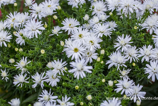 Garten-Kissen-Aster 'Kristina'