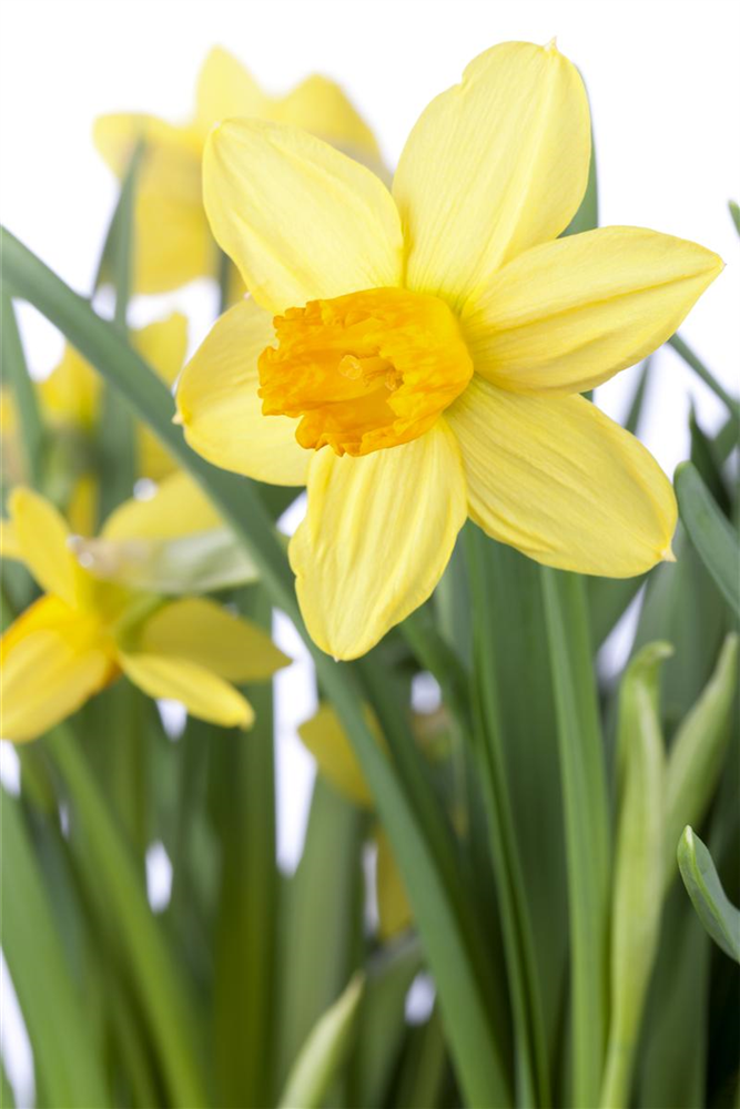 Alpenveilchenartige Narzisse 'Jetfire' - 10 Blumenzwiebeln