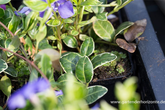 Kleinblättriges Immergrün