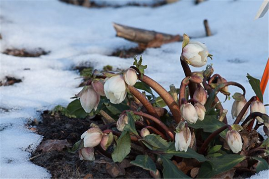 Frühblühende Garten-Christrose 'Praecox'