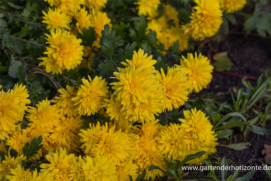 Chrysanthemum x hort.'Friederike'