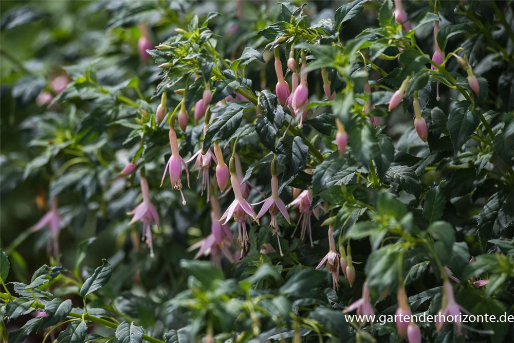 Fuchsie