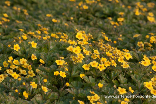 Dreiblättrige Waldsteinie