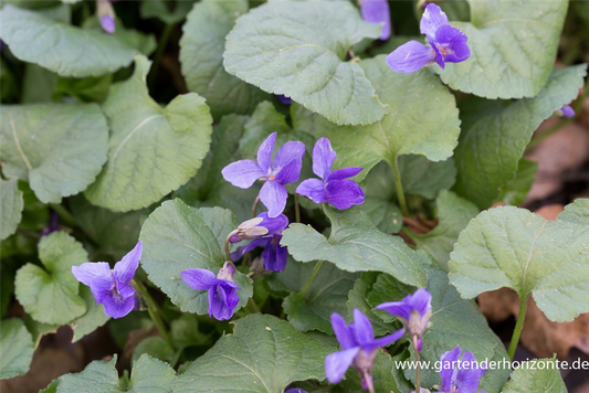 Garten-Duft-Veilchen 'Königin Charlotte'