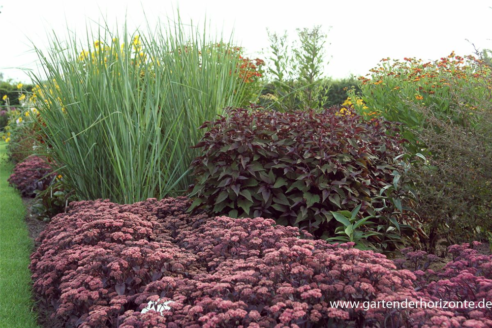 Garten-Ruten-Hirse 'Cloud Nine'