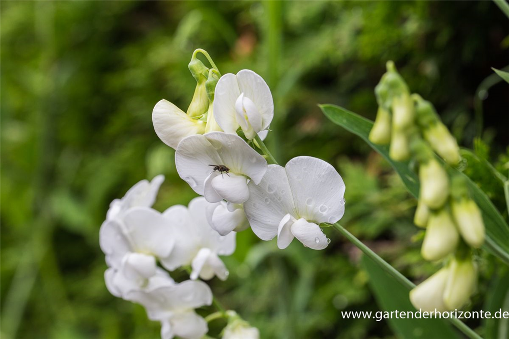 Lathyrus latifolius 'Weiße Perle'