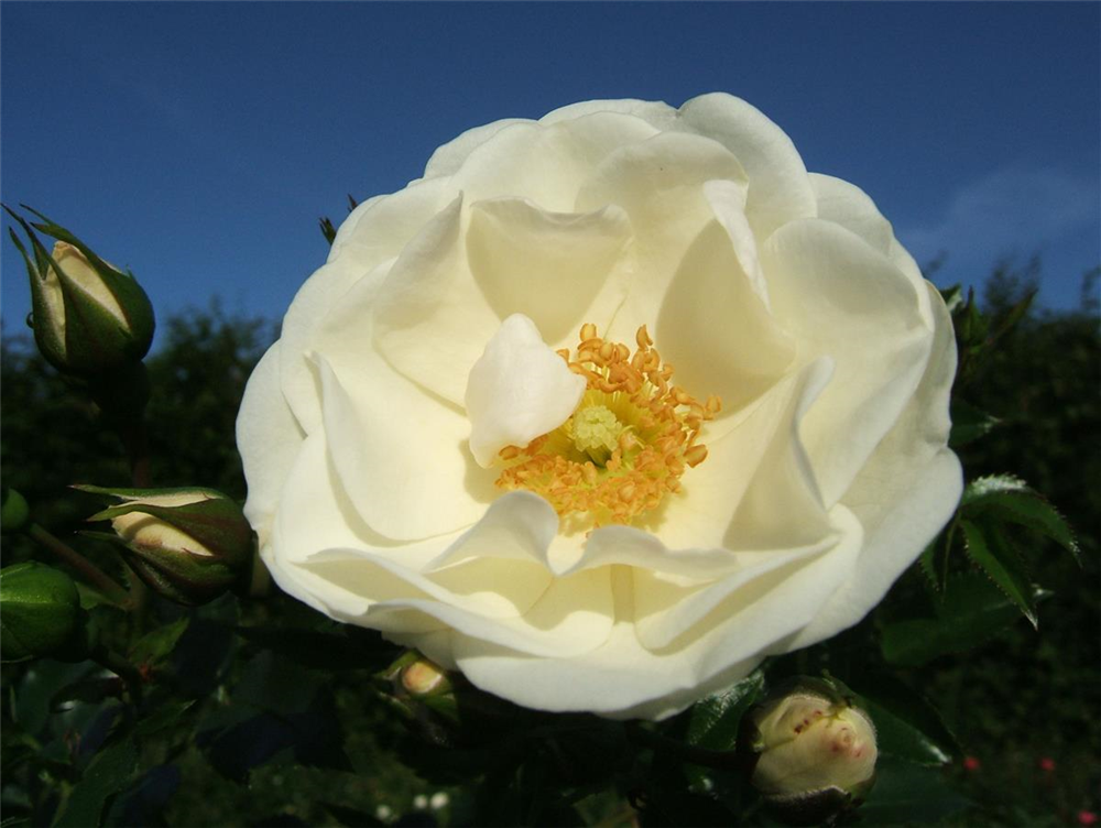 Beetrose 'Innocencia'®