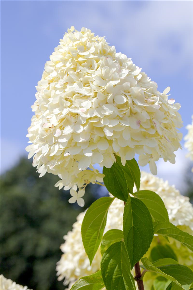 Rispenhortensie 'Limelight'(s)