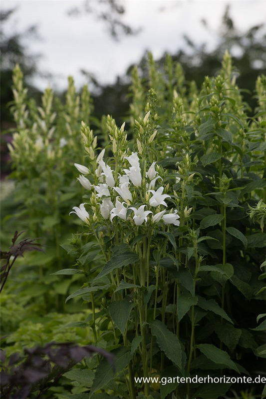 Campanula latifolia var.macrantha 'Alba'