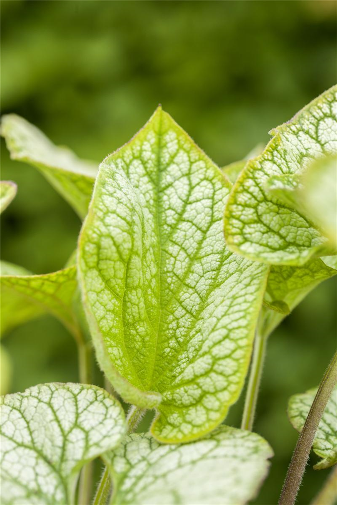 Brunnera macrophylla