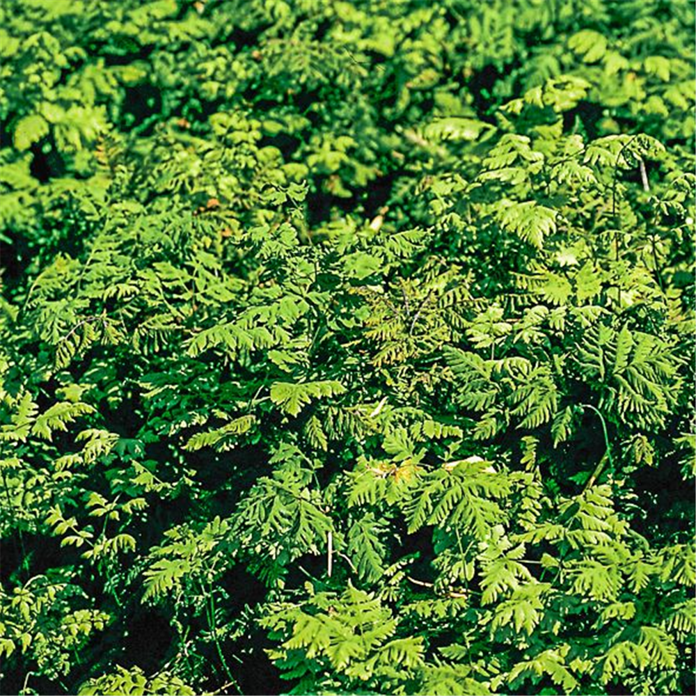 Gymnocarpium dryopteris 'Plumosum'