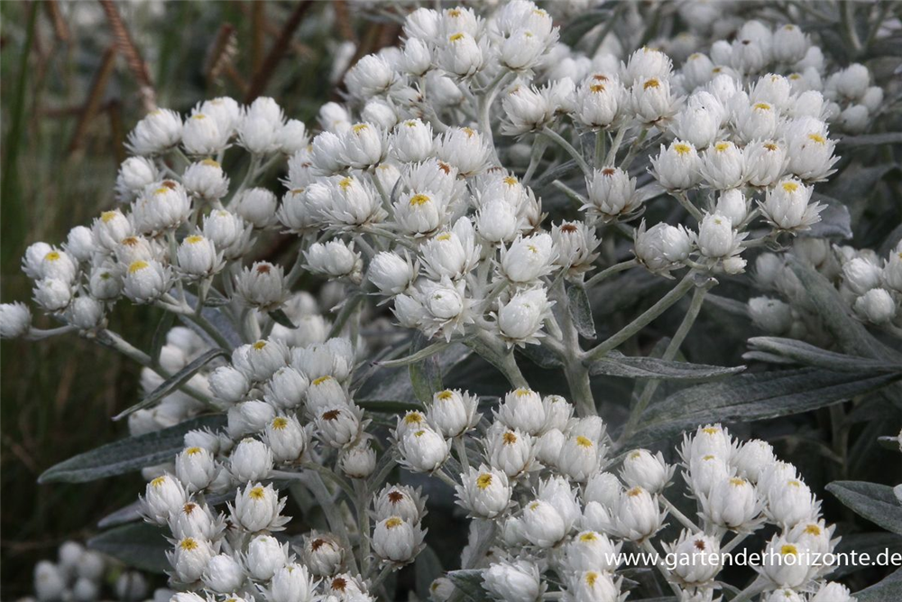 Himalaya-Perlkörbchen