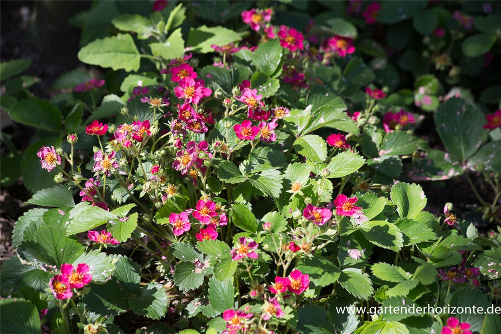 Garten-Zier-Erdbeere 'Red Ruby'