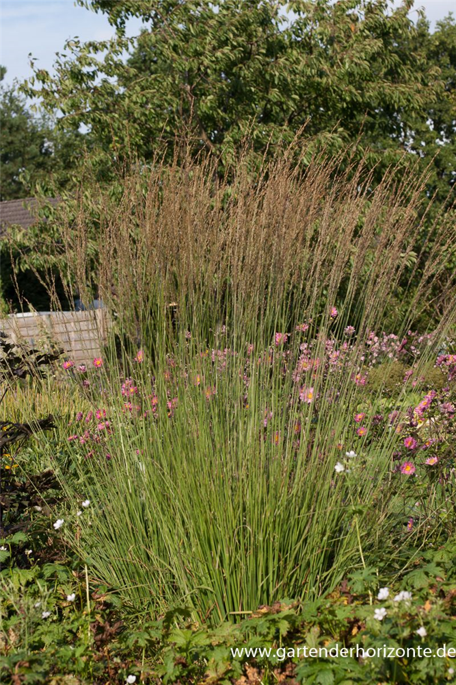 Kleines Garten-Pfeifengras 'Heidebraut'