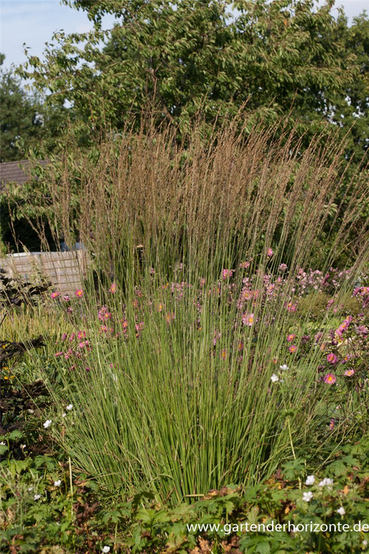 Kleines Garten-Pfeifengras 'Heidebraut'