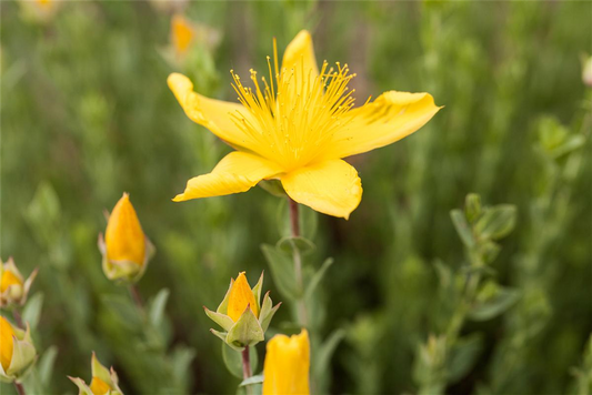 Hypericum polyphyllum 'Grandiflorum'