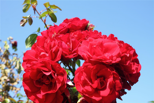 Kletterrose 'Amadeus'®