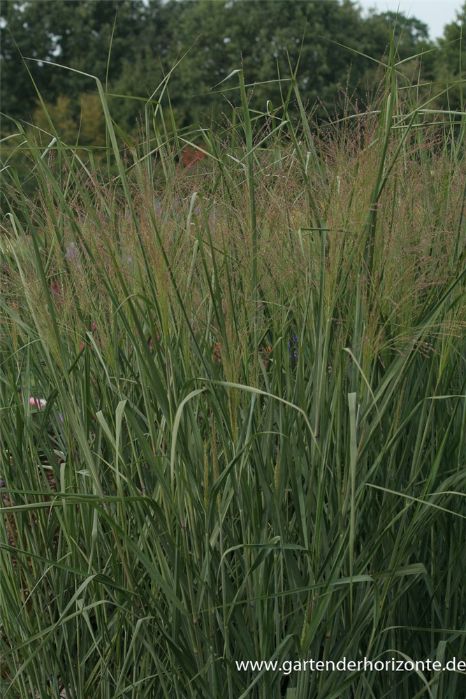 Garten-Ruten-Hirse 'Cloud Nine'