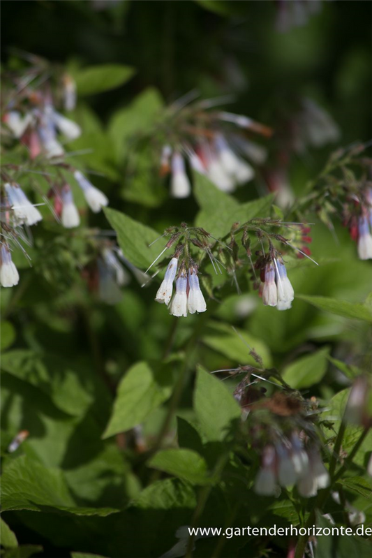 Garten-Beinwell 'Hidcote Blue'