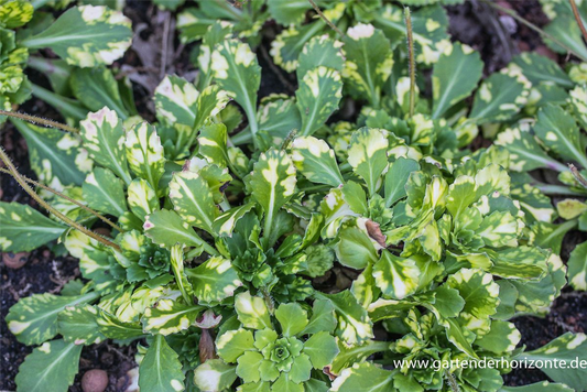 Bastard-Garten-Porzellanblümchen 'Aureopunctata'