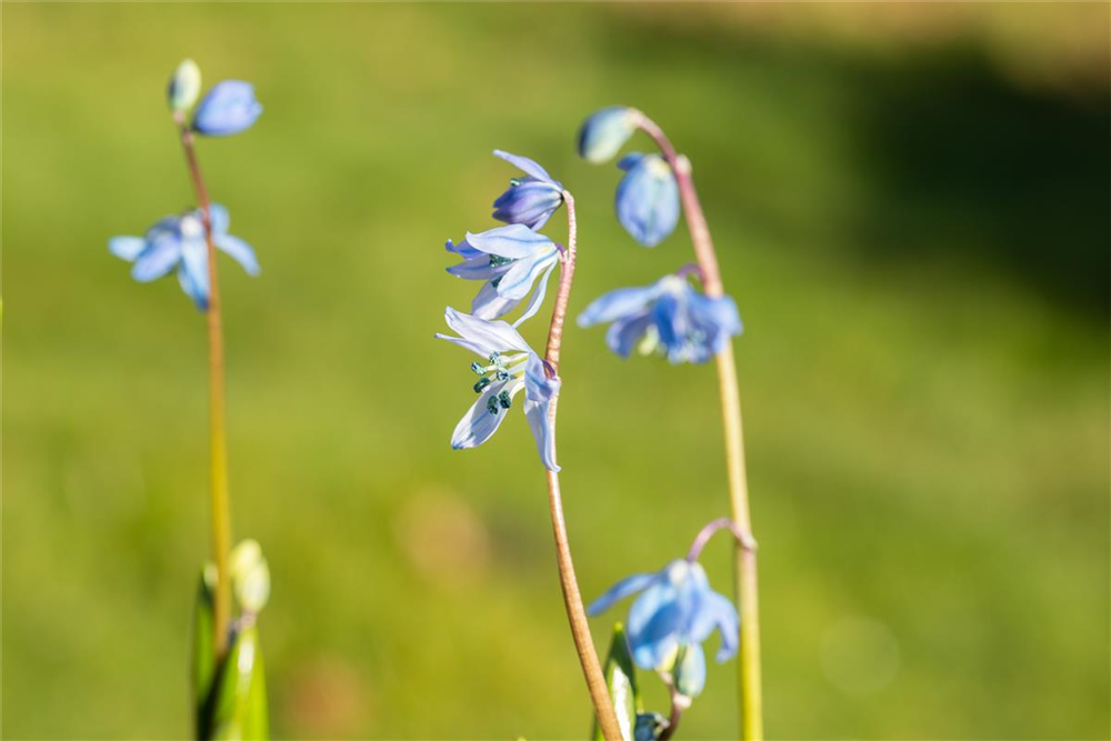 Sibirischer Blaustern - 10 Blumenzwiebeln