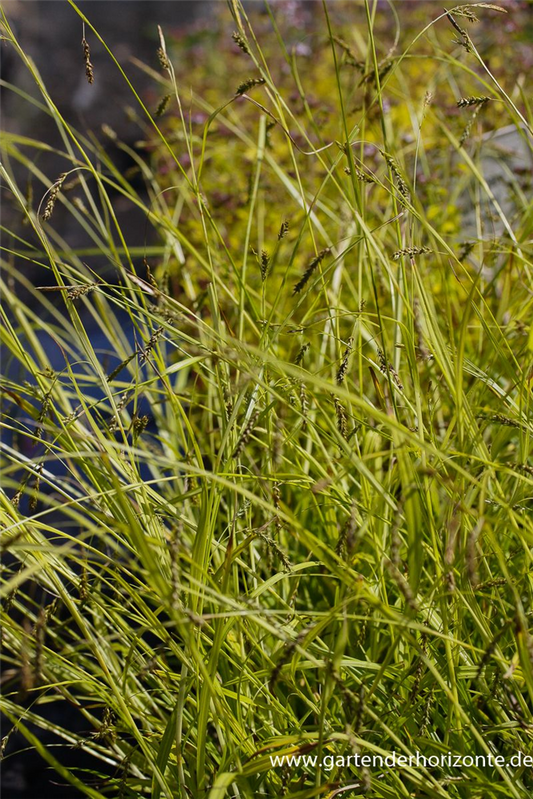 Carex sylvatica