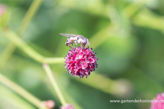 Garten-Wiesenknopf 'Tanna'
