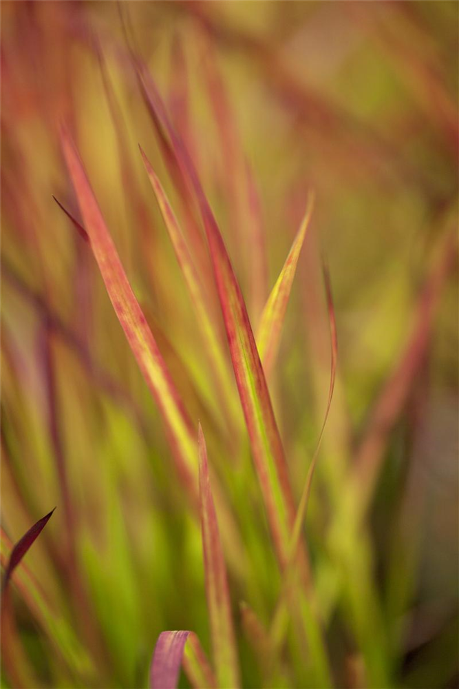 Imperata cylindrica var.koenig.'Red Baron'