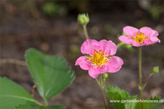 Garten-Zier-Erdbeere 'Pink Panda'®