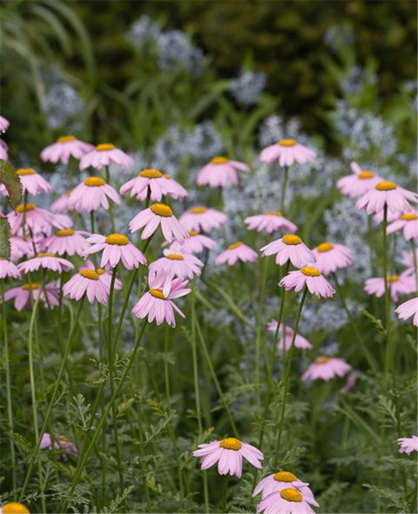 Bunte Garten-Margerite 'Robinsons Rosa'