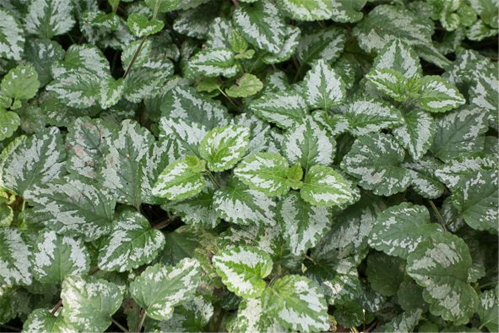 Lamiastrum galeobdolon 'Florentinum'