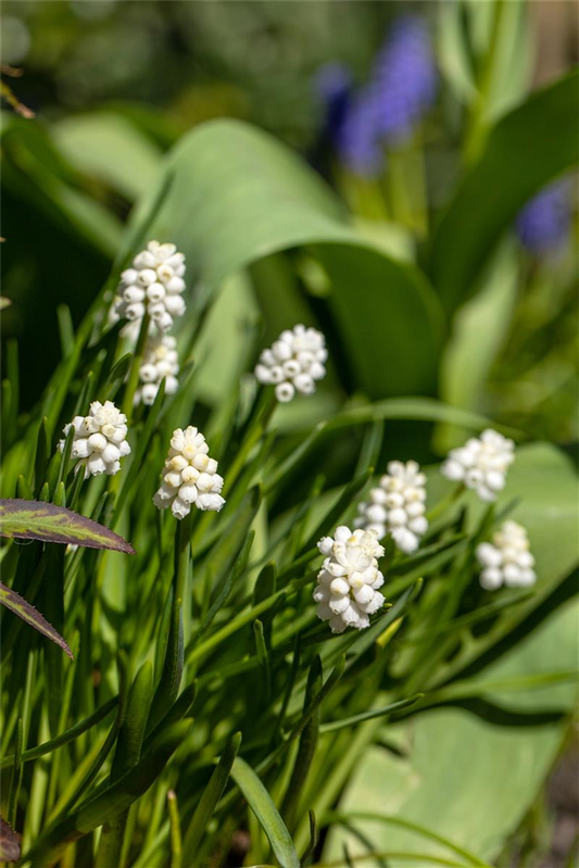 Traubenhyazinthe 'Album' - 10 Blumenzwiebeln