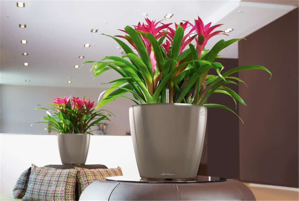 LECHUZA CLASSICO Premium LS 50