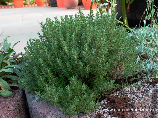 Gedrungener Garten-Thymian