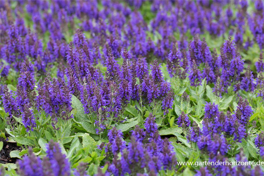 Garten-Blüten-Salbei 'Marcus'®
