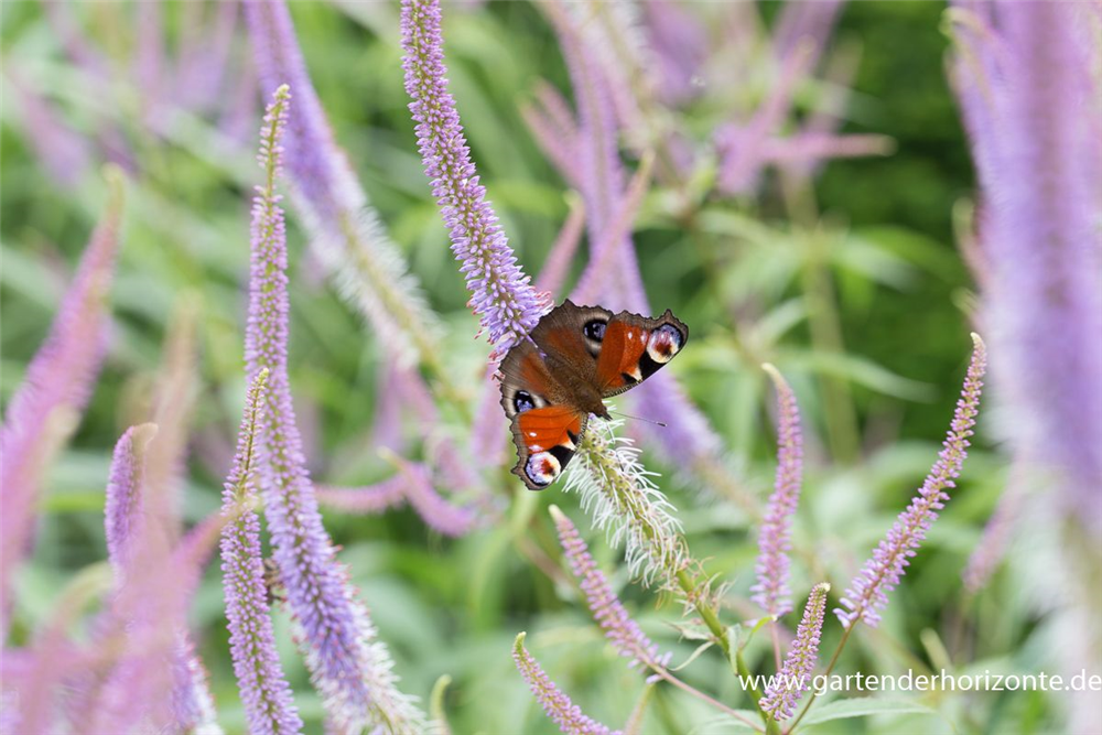 Garten-Kandelaberehrenpreis 'Fascination'