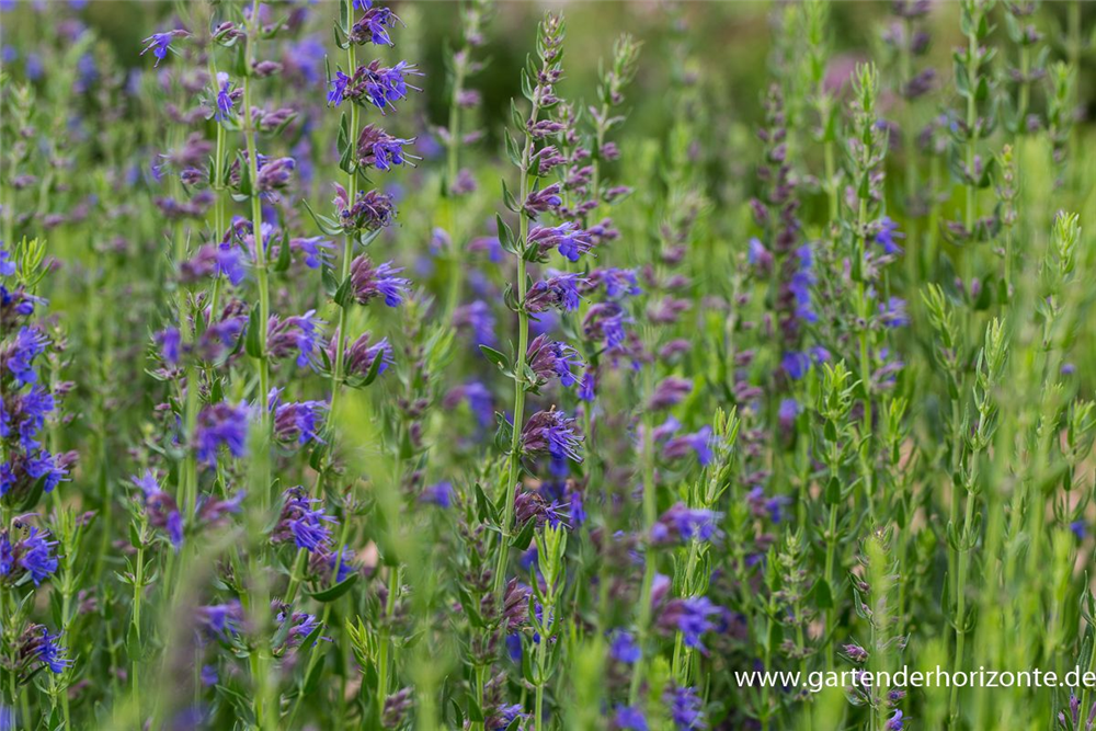 Hyssopus officinalis