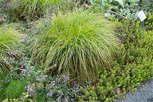 Carex remota