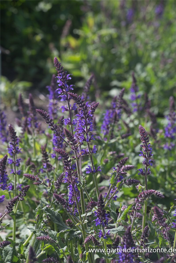 Garten-Blüten-Salbei 'Mainacht'