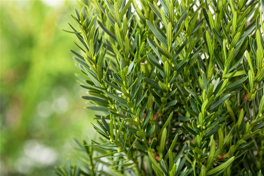 Eibe 'Hillii'