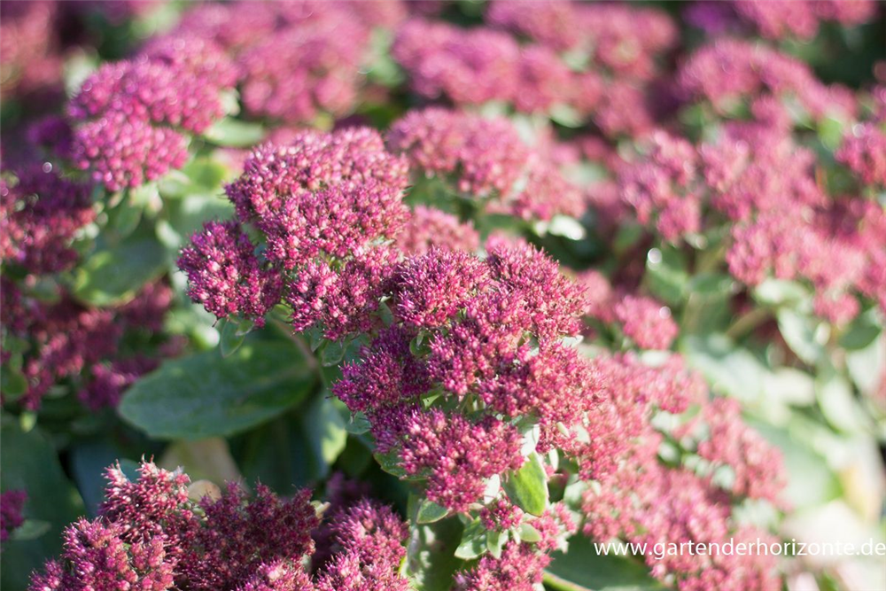 Prächtiges Garten-Fettblatt