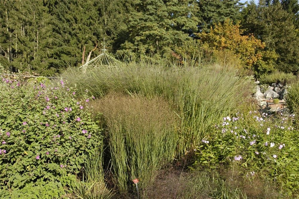 Garten-Ruten-Hirse 'Cloud Nine'