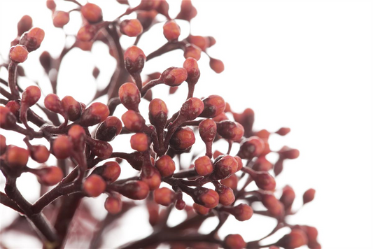 Japanische Blütenskimmie 'Rubella'