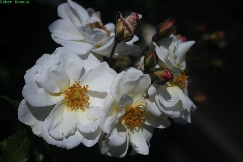 Beetrose 'Diamant'®