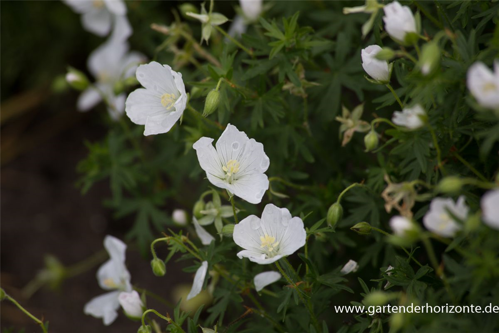Garten-Schnee-Storchschnabel 'Album'