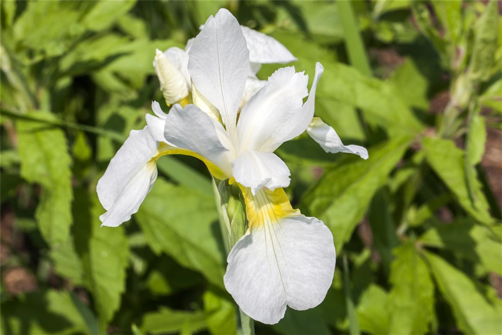 Iris sibirica