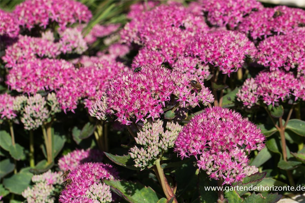 Prächtiges Garten-Fettblatt